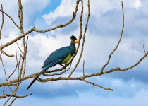 Great Blue Turaco, corythaeola cristata, perched on a tree in Kibale, Uganda. This large colourful bird is nicknamed the lipstick bird, due to the red tipped beak.