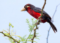 Double-toothed Barbet (Lybius bidentatus) perched on thorny acacia tree branch