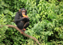 Chimpanzee