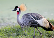 Gray-crowned-Crane