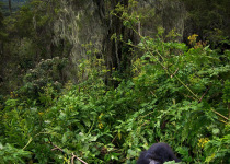 Mountain gorilla forest
