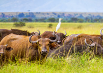 Buffalo herd in Queen Elizabeth National Park