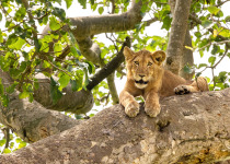 Juvenile lion in a tree. The Ishasha sector of Queen Elizabeth National Park is famous for the tree climbing lions, who climb to escape heat and insects, and have a clear vantage point. Uganda.