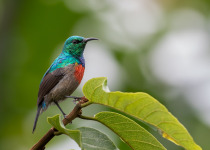 Northern double-collared sunbird (Cinnyris reichenowi) in Uganda's Bwindi Impenetrable Forest.