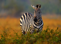 Africa sunset. Plains zebra, Equus quagga, in the grassy nature habitat with evening light in Lake Mburo NP in Uganda. Sunset in savanah. Animals with big trees.