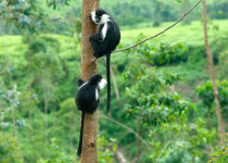 A pair of Black-and-white colobus monkeys