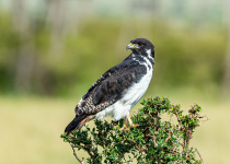 Augur buzzard