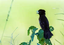 White-winged Widowbird