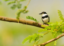 Black-headed Batis