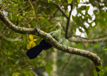 Black-billed Turaco