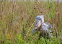 Shoebill
