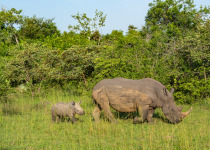 A female Southern White rhinoceros or square-lipped rhinoceros (Ceratotherium simum) with her 10 month old baby in the Ziwa Rhino Santuary in Uganda, East Africa. This is the largest extant species of rhinoceros.