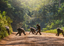Chimpanzees walking in forest