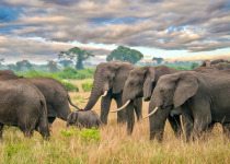 A side view of a group of African elephants, their trunks and tusks visible, as they surround and guard a young calf while walking through a grassy savanna in Uganda, with a dramatic sky in the background.