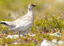 Rock Ptarmigan