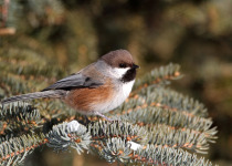 Boreal-Chickadee