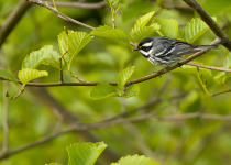 Black-throated Gray Warbler in British Columbia