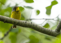 Canada Warbler in British Columbia