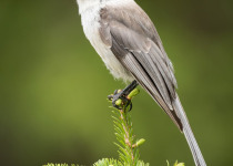 Canada Jay