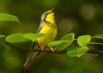 Canada Warbler