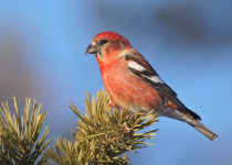 White-winged Crossbill