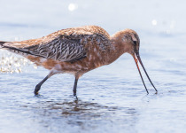 Bar-tail Godwit