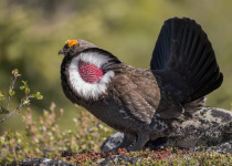 Dusky Grouse
