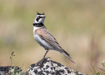 Horned Lark