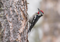 Yellow-bellied Sapsucker