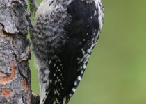 American Three-toed Woodpecker