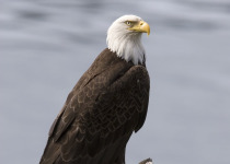 Bald Eagle on branch