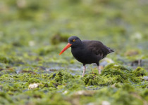 Black-Oystercatcher