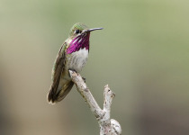 Calliope-Hummingbird