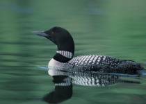 Common Loon