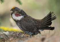 Dusky Grouse