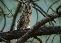 Long-eared Owl