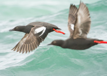 Pigeon-Guillemots