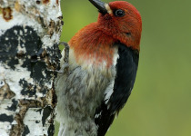 Red-breasted Sapsucker