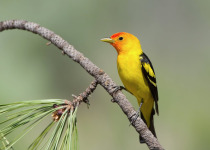 Western Tanager