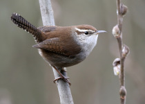 Bewick's Wren