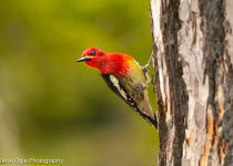 Red-breasted Sapsucker