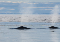 Bowhead whales