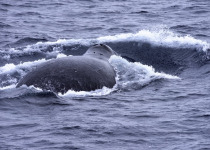 Bowhead whale