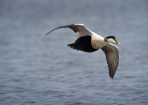 Common Eider