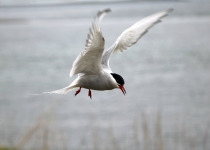 Arctic Tern