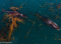 Bowhead whales from drone