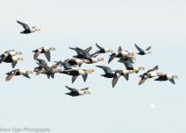 King Eider flock