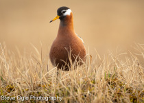 Red Phalarope