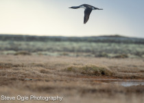 Red-throated Loon
