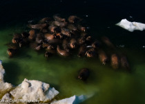 Walrus in water, taken from drone